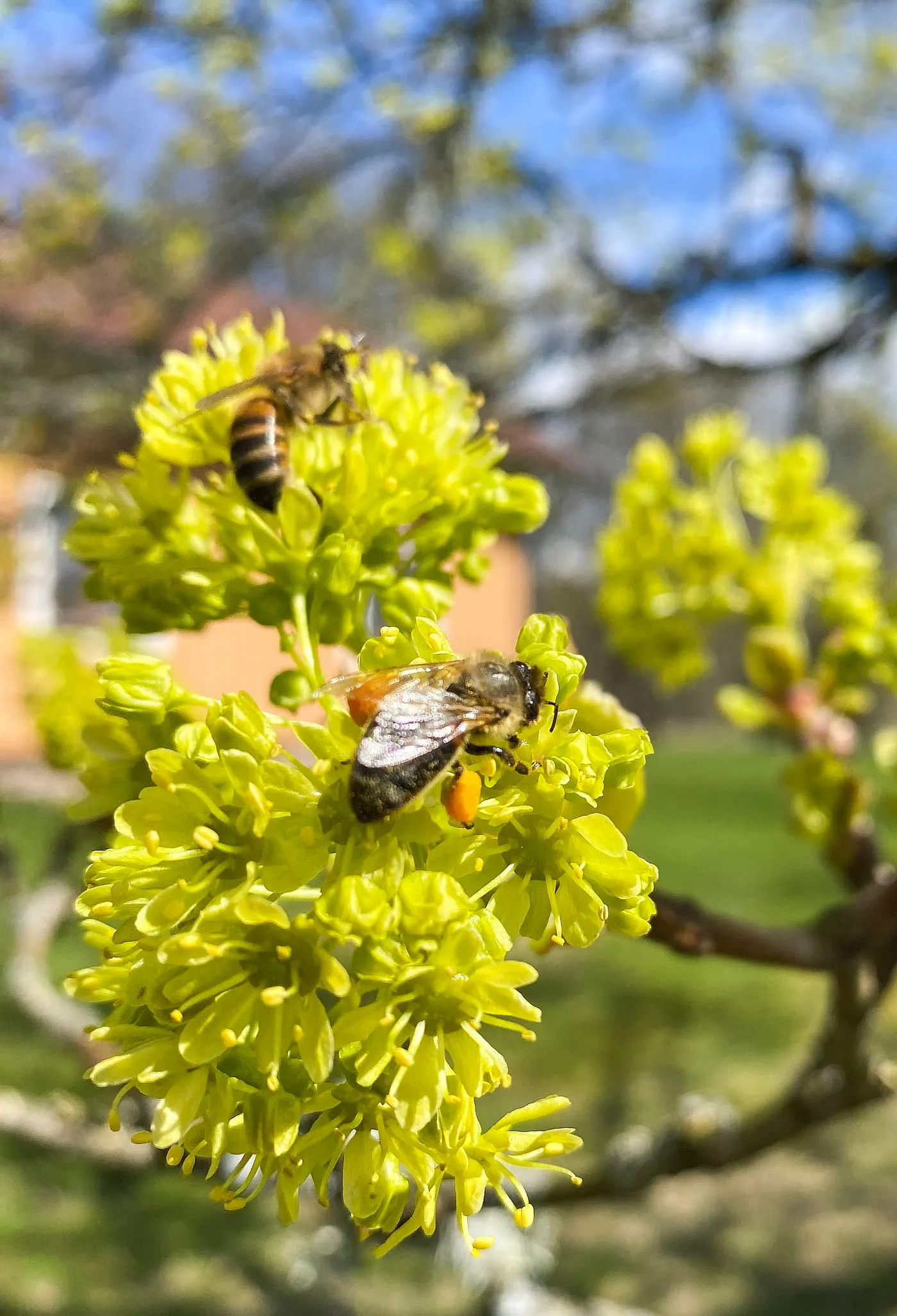 Ett bi som hämtar nektar på en blomma