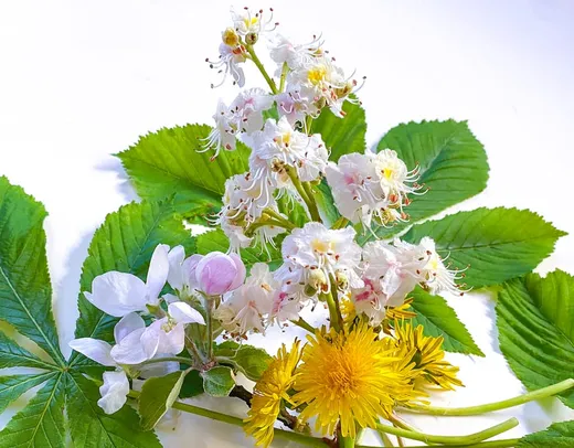 Försommarhonung