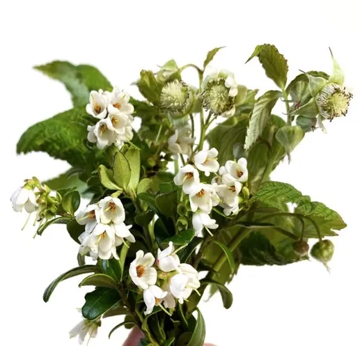 Skogshonung – Blandhonung